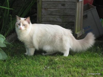 Ragdoll, Ragdoll jylland, ragdoll opdrÃ¦t, ragdoll katteri, ragdoll killinger, ragdoll kat, racekat jylland, rags of silk, Hollsedoll orkan alberto
