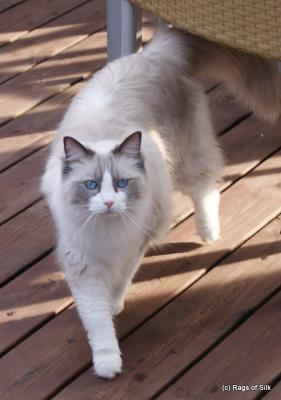 Ragdoll, Ragdoll jylland, ragdoll opdrÃ¦t, ragdoll katteri, ragdoll killinger, ragdoll kat, racekat jylland, rags of silk, Hollsedoll orkan alberto