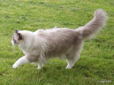 Ragdoll, Ragdoll jylland, ragdoll opdrÃ¦t, ragdoll katteri, ragdoll killinger, ragdoll kat, racekat jylland, rags of silk, Hollsedoll orkan alberto