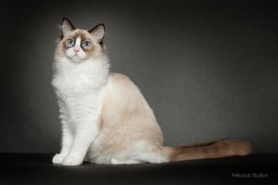 Ragdoll, Ragdoll jylland, ragdoll opdrÃ¦t, ragdoll katteri, ragdoll killinger, ragdoll kat, racekat jylland, rags of silk, Big bang rainbow Ippa, Hollsedoll orkan alberto