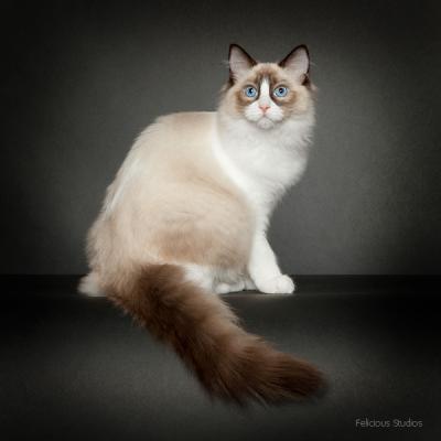 Ragdoll, Ragdoll jylland, ragdoll opdrÃ¦t, ragdoll katteri, ragdoll killinger, ragdoll kat, racekat jylland, rags of silk, Big bang rainbow Ippa, Hollsedoll orkan alberto