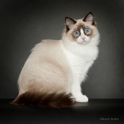 Ragdoll, Ragdoll jylland, ragdoll opdrÃ¦t, ragdoll katteri, ragdoll killinger, ragdoll kat, racekat jylland, rags of silk, Big bang rainbow Ippa, Hollsedoll orkan alberto