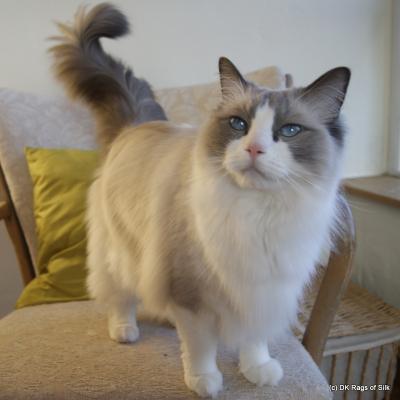 Alberto februar 2013