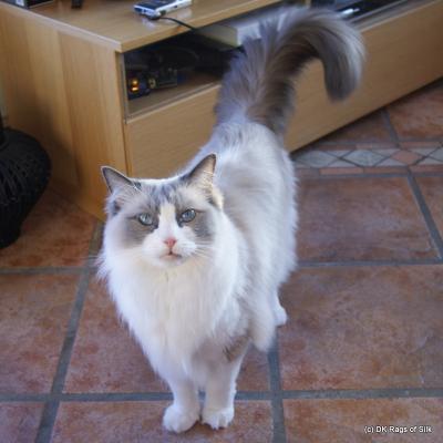 Alberto februar 2013