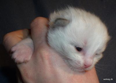 Ragdoll, Ragdoll jylland, ragdoll opdrÃ¦t, ragdoll katteri, ragdoll killinger, ragdoll kat, racekat jylland, rags of silk, Hollsedoll orkan alberto