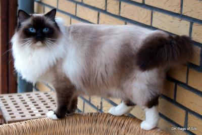 Bonifacy 1Â½ Ã¥r