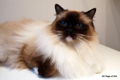 Bonifacy 1Â½ Ã¥r