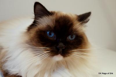 Bonifacy 1Â½ Ã¥r