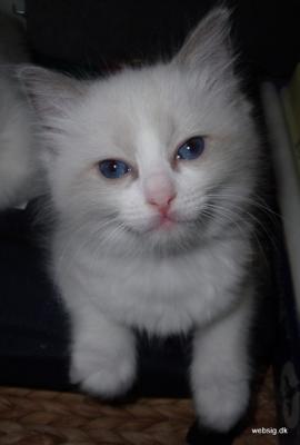 Ragdoll, Ragdoll jylland, ragdoll opdrÃ¦t, ragdoll katteri, ragdoll killinger, ragdoll kat, racekat jylland, rags of silk, Hollsedoll orkan alberto