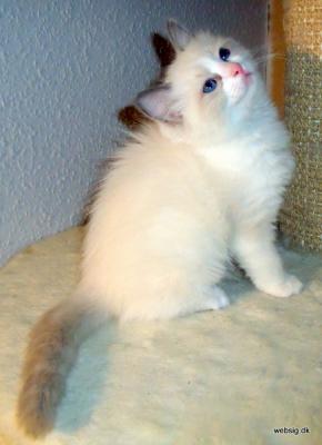 Ragdoll, Ragdoll jylland, ragdoll opdrÃ¦t, ragdoll katteri, ragdoll killinger, ragdoll kat, racekat jylland, rags of silk, Hollsedoll orkan alberto