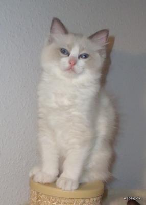 Ragdoll, Ragdoll jylland, ragdoll opdrÃ¦t, ragdoll katteri, ragdoll killinger, ragdoll kat, racekat jylland, rags of silk, Hollsedoll orkan alberto