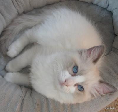 Ragdoll, Ragdoll jylland, ragdoll opdrÃ¦t, ragdoll katteri, ragdoll killinger, ragdoll kat, racekat jylland, rags of silk, Hollsedoll orkan alberto