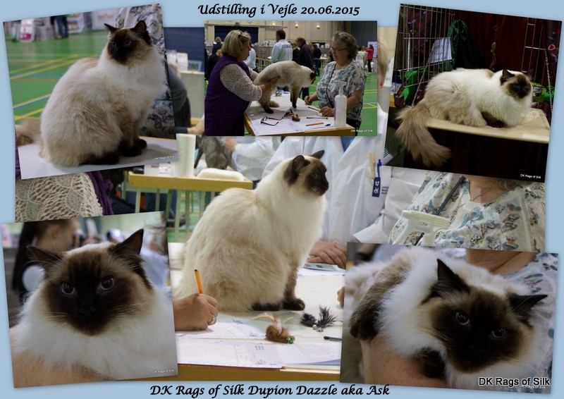 ragdoll kat,
 seal colourpoint,
 brun colourpoint ragdoll,
 dk rags of silk dupion dazzle