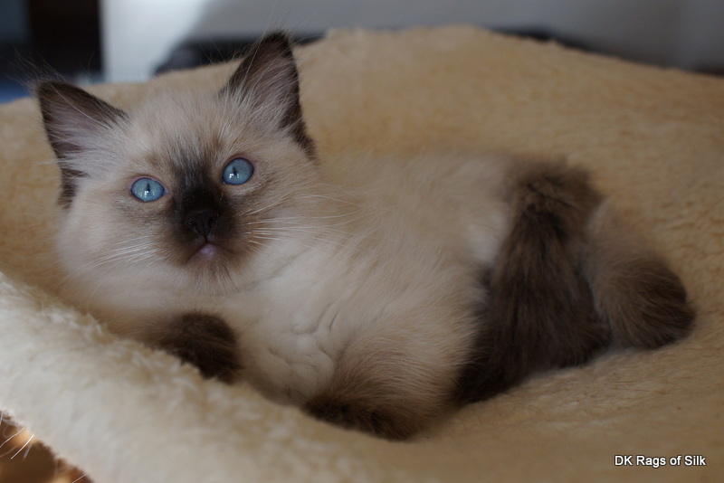 Ragdoll killinger,
dk rags of silk,
ragdol,
ragdoll killinger til salg.